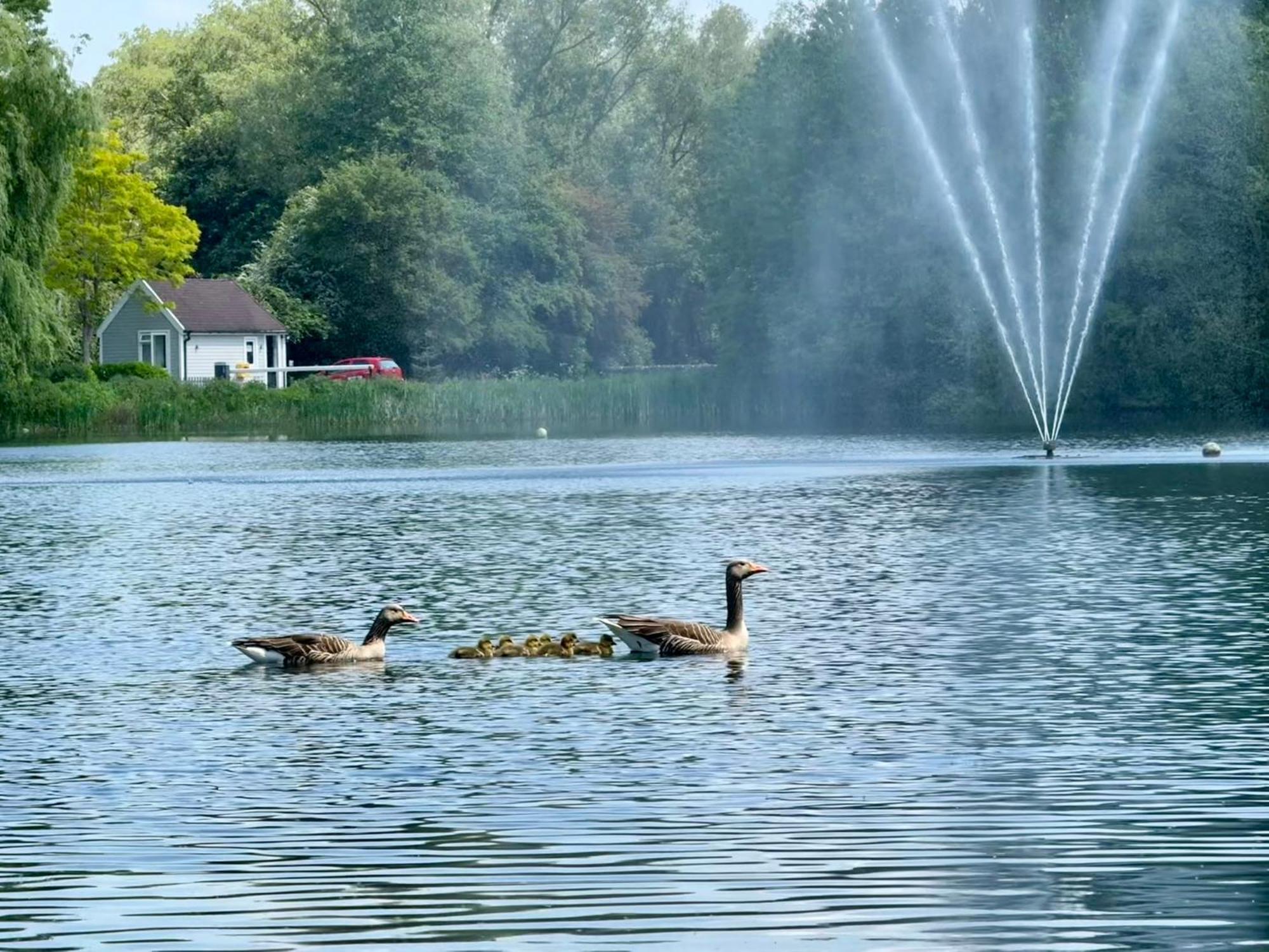Luxury Kingfisher Lodge, Isis Lake, Within The Cotswold Waterpark Cirencester Exteriör bild
